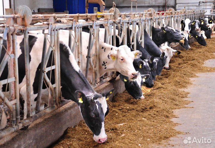 Столовые отходы(корм) для свиней, кур, уток, собак