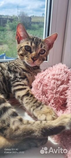 Бенгальский кот