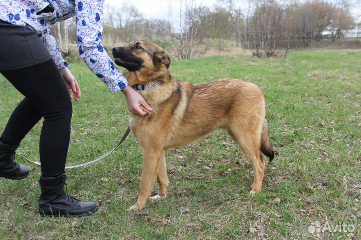 Молодой, рыжий парень-Бурбон ищет дом