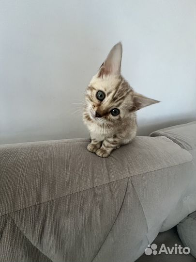 Бенгальская кошка