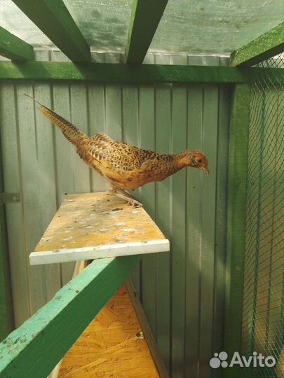 Лимонные фазаны