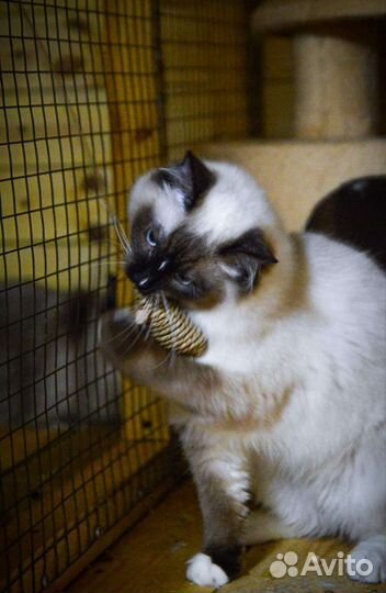 Кошки рэгдолл