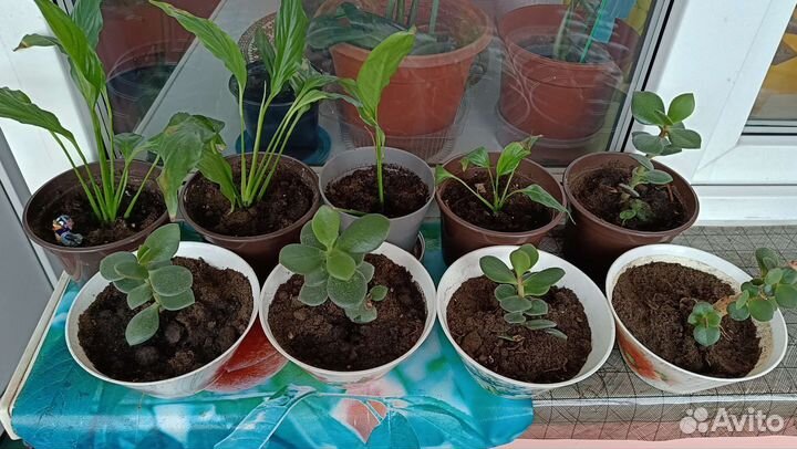 Спацифилум, денежное дерево