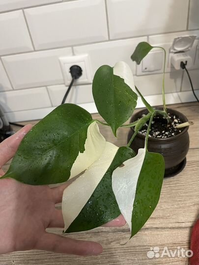 Монстера альба