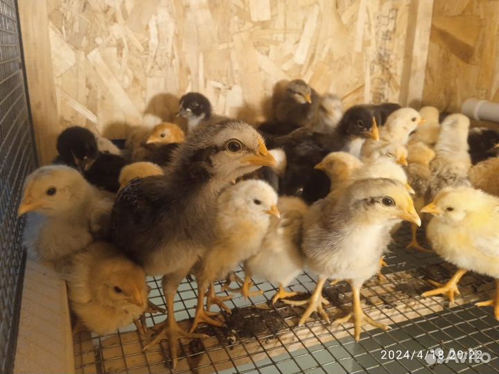 Цыплята суточные и подрощенные Разный возраст