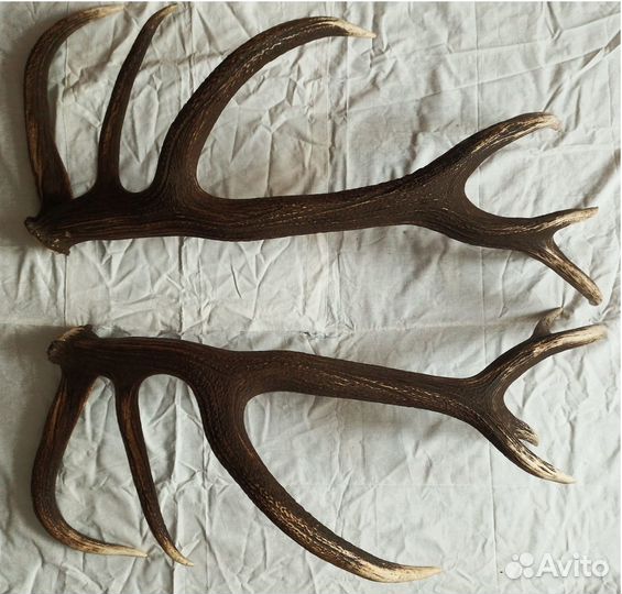 Рога оленя натуральные