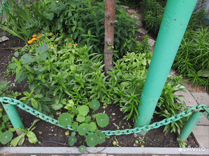 Цепь якорная