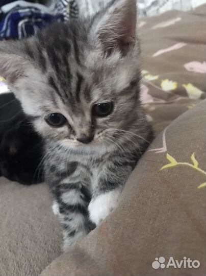 Британская девочка