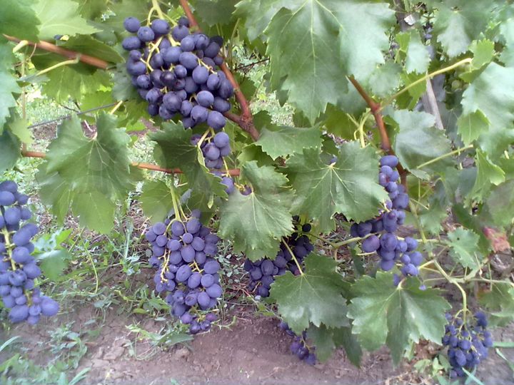 Участок 9,73 га (СНТ, ДНП)