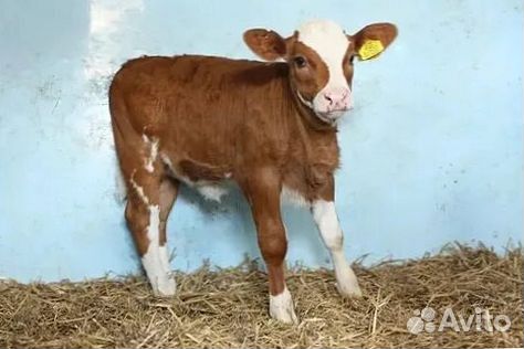 Телёнок мечты для вашего хозяйства