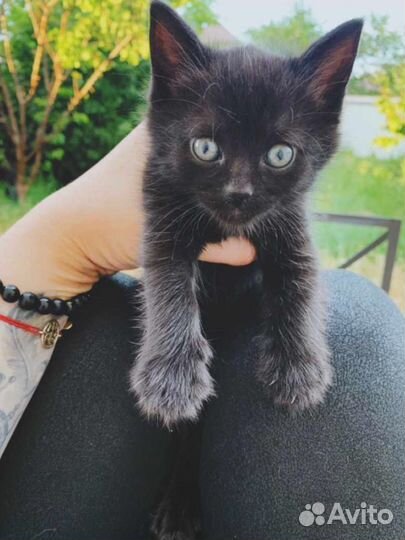 Котенок бесплатно