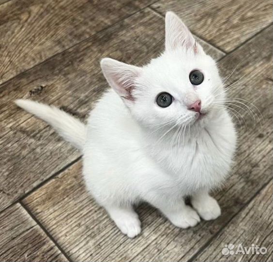 Белоснежная малышка в поисках дома