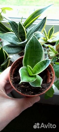 Сансевиерия. Ханни Крем
