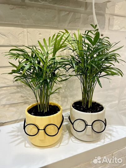 Растения для дома/офиса