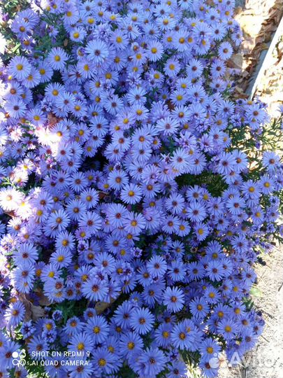 Сентебринка