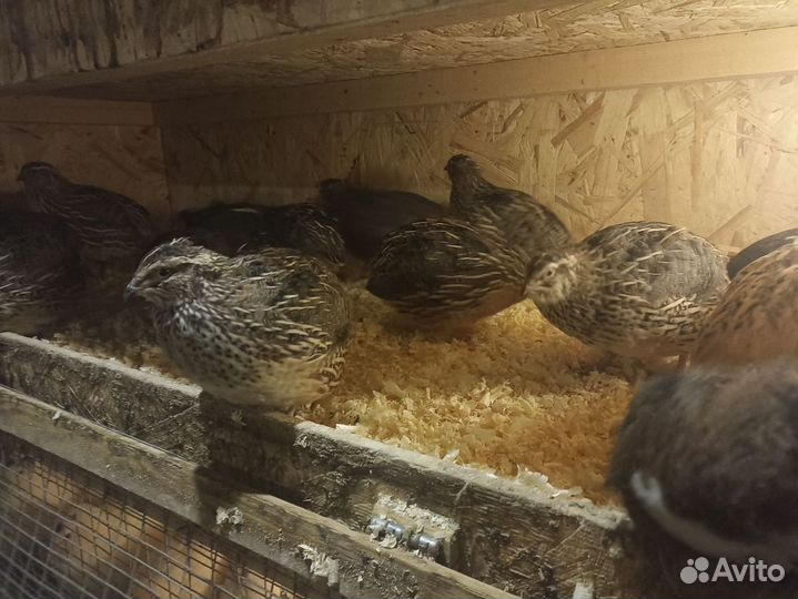 Инкубационное яйцо Техасского перепела