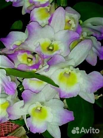 Орхидея редкая дендробиум