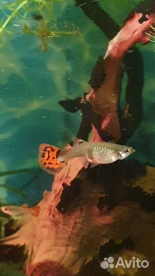 Аквариумные рыбки, сомики анцитрусы