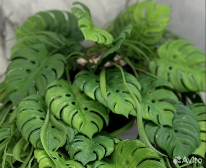 Кашпо с растениями свисающими, монстера