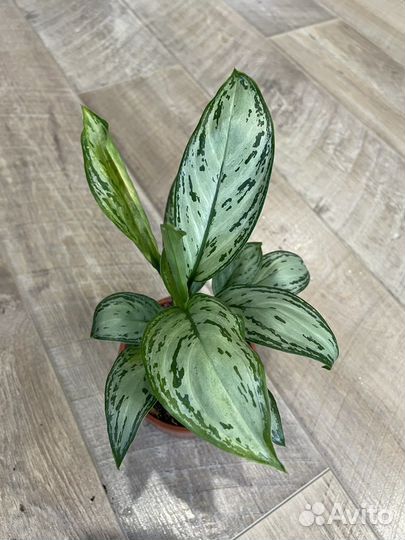 Аглаонема, филодендрон