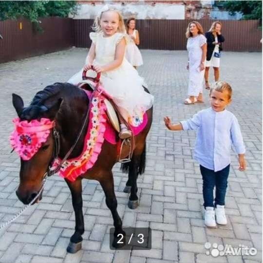 Пони на праздники. Любой район г. Твери и область