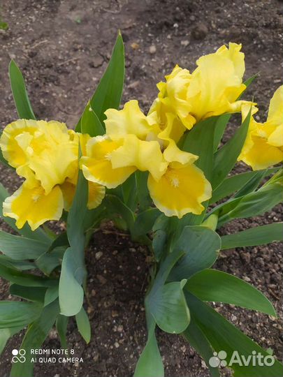 Ирисы карликовые