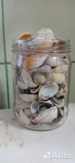 Ракушки для аквариума