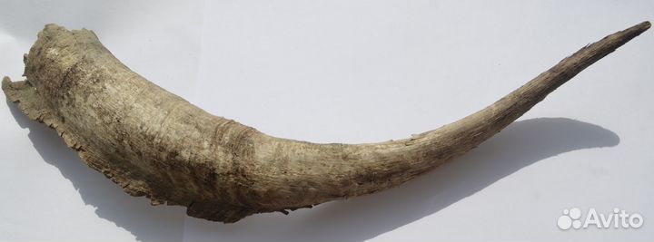 Рог горного козла