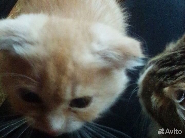 Кот в дар вислоушка. Кот из шрека