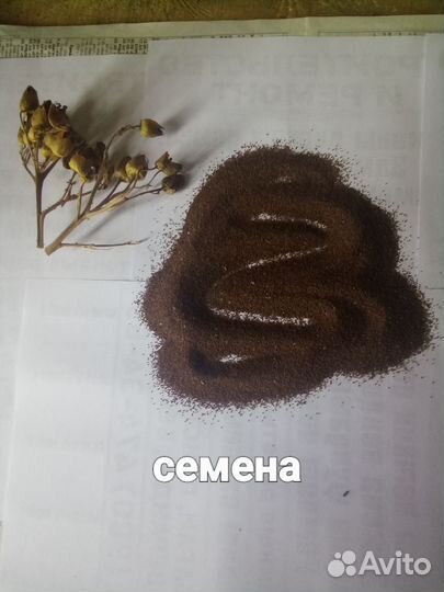 Рассада. Семена. Табака и Махорки