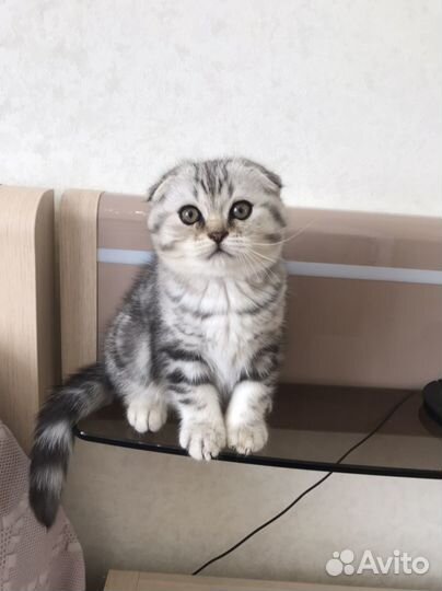 Шотландские котята