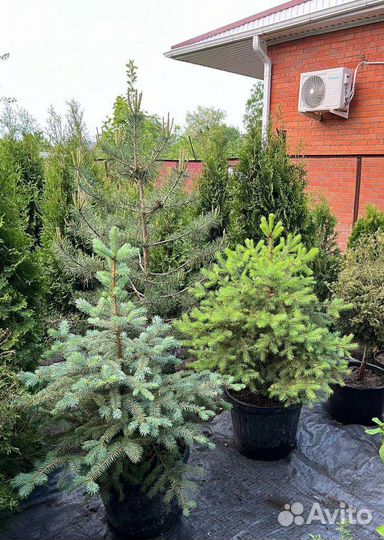 Саженцы ель голубая