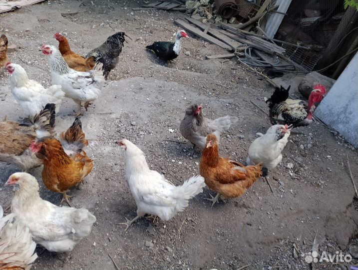 Куры несушки продам