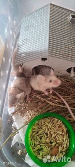 Мышки сатиновые, декоративные