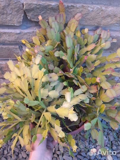 Комнатные растения