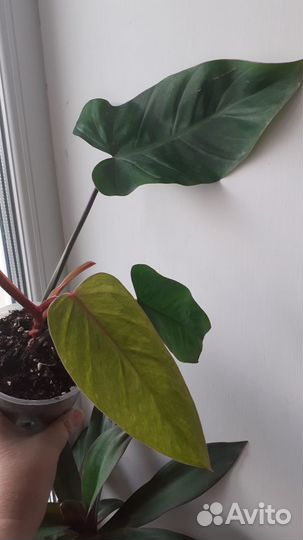 Расписная леди Медуза фил