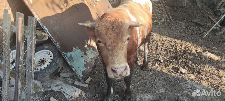 Телята бычки