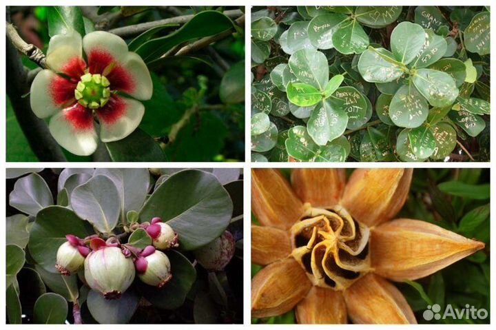 Клузия в керамическом горшке с фото