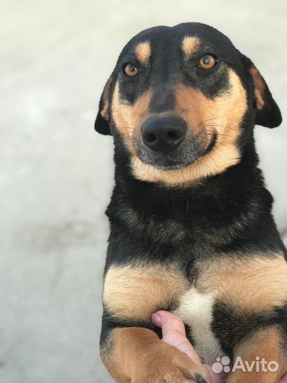 Собака в добрые руки