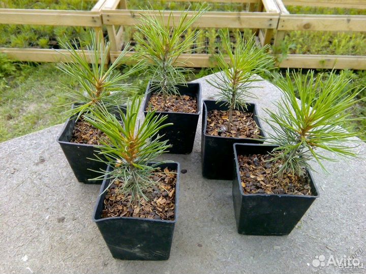 Кедр, карликовая сосна, туя