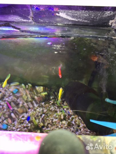 Аквариум