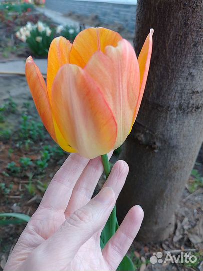 Многолетники примулы нарциссы тюльпаны луковицы