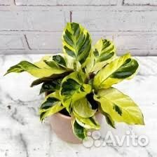 Калатея Вайт фьюжн и Елоу фьюжн