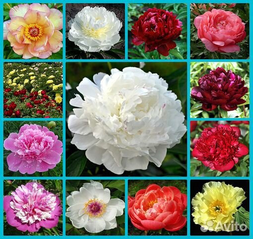 Сирень Красная Москва и другие красивые сорта