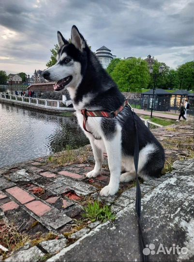 Хаски вязка