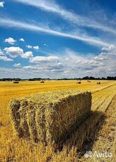 Сено в тюках
