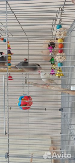 Продам Рисовых Амадинов