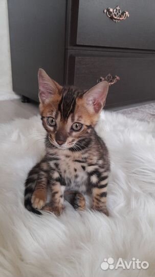 Бенгальские котята