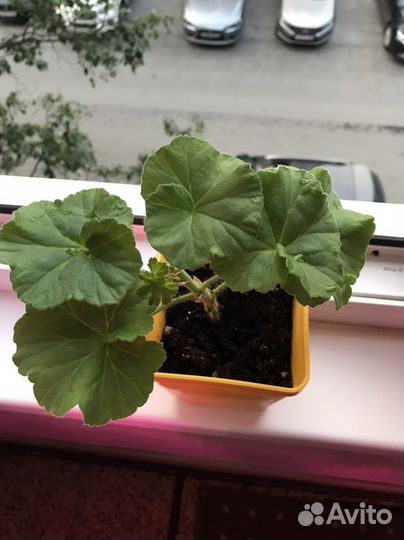 Пеларгония герань Dovepoint