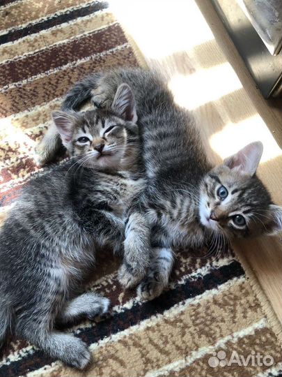 Котята в добрые руки бесплатно